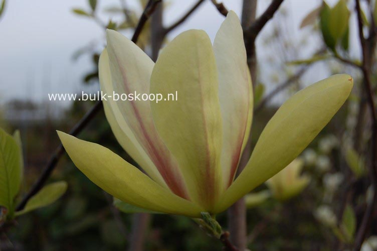 Magnolia 'Banana Split'
