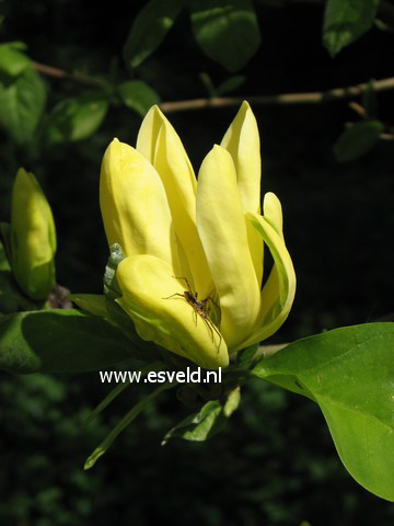 Magnolia 'Daphne'