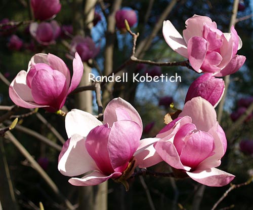 Magnolia 'Sangreal'