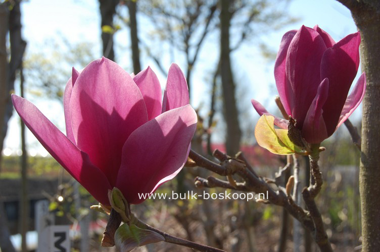 Magnolia 'Shirazz'