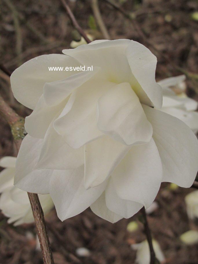 Magnolia 'Spring Snow'