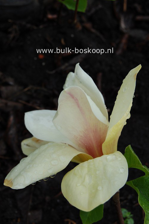 Magnolia 'Sunsation'
