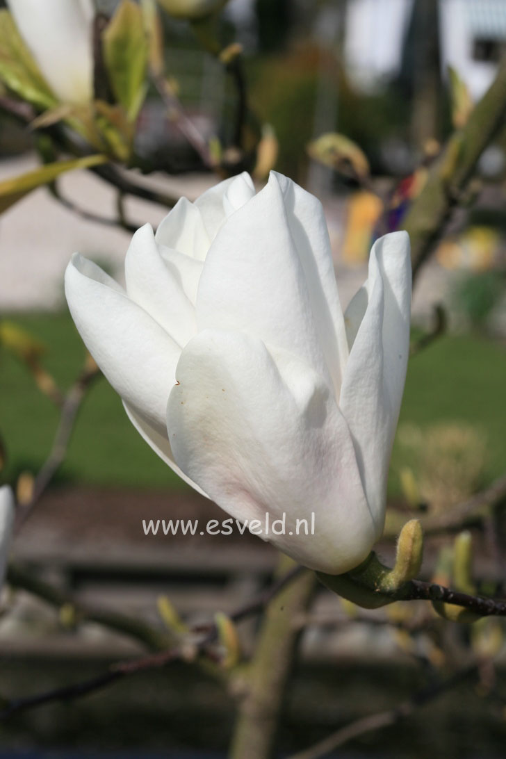 Magnolia 'Tina Durio'