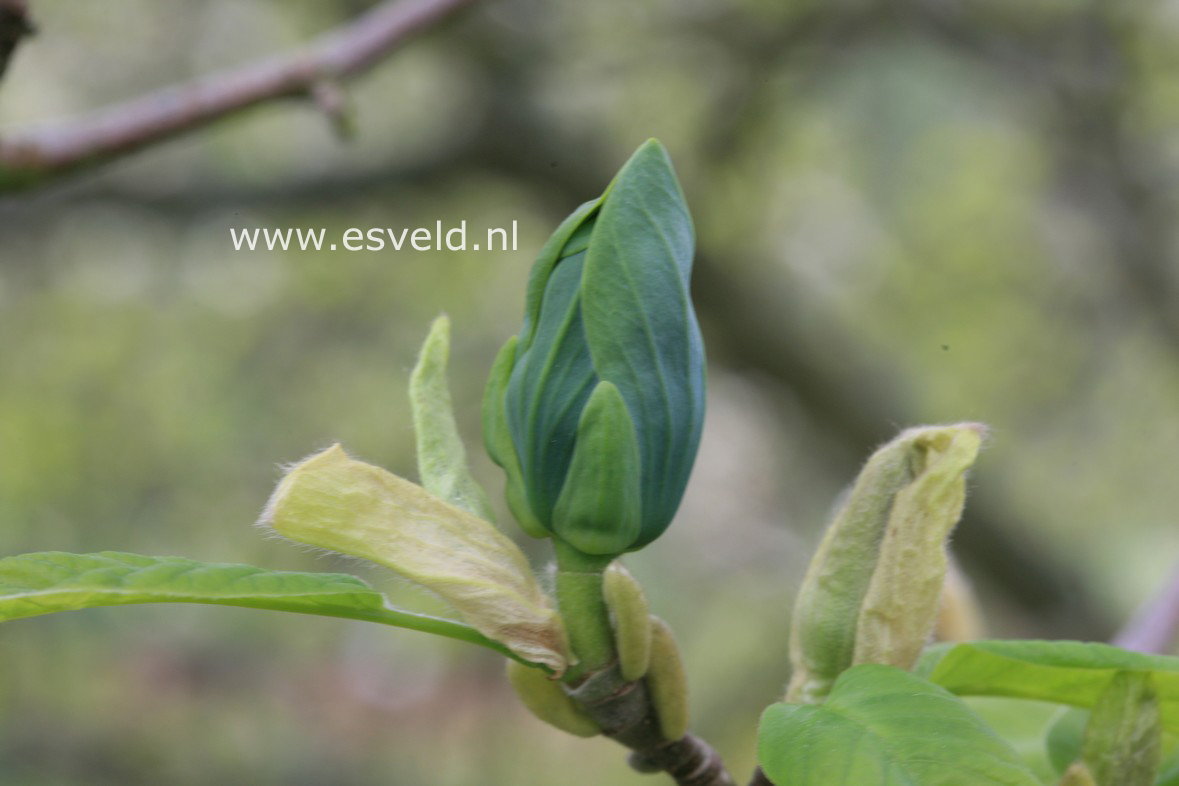 Magnolia acuminata 'Seiju'