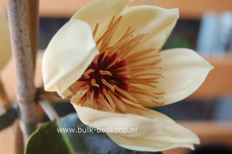 Magnolia foveolata 'Kinba'