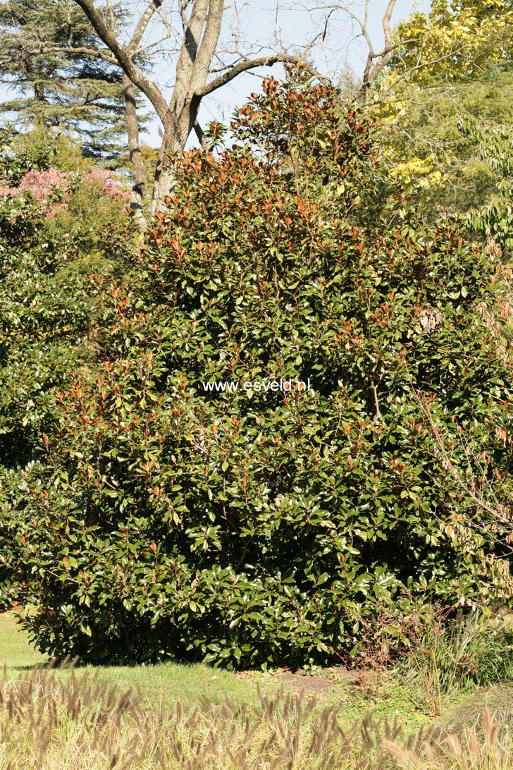 Magnolia grandiflora 'Bracken's Brown Beauty'