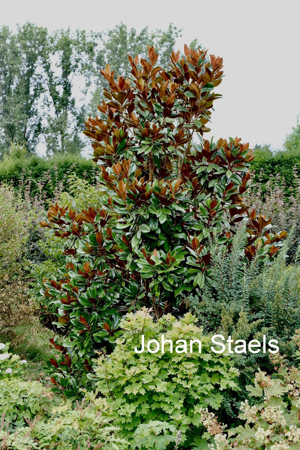 Magnolia grandiflora 'D.D. Blanchard'