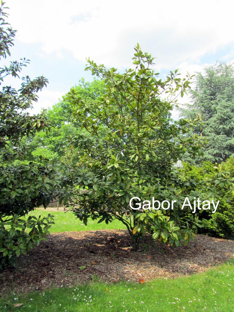 Magnolia grandiflora 'Edith Bogue'