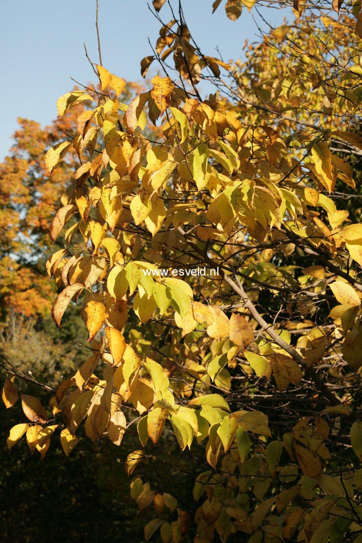 Magnolia kobus borealis