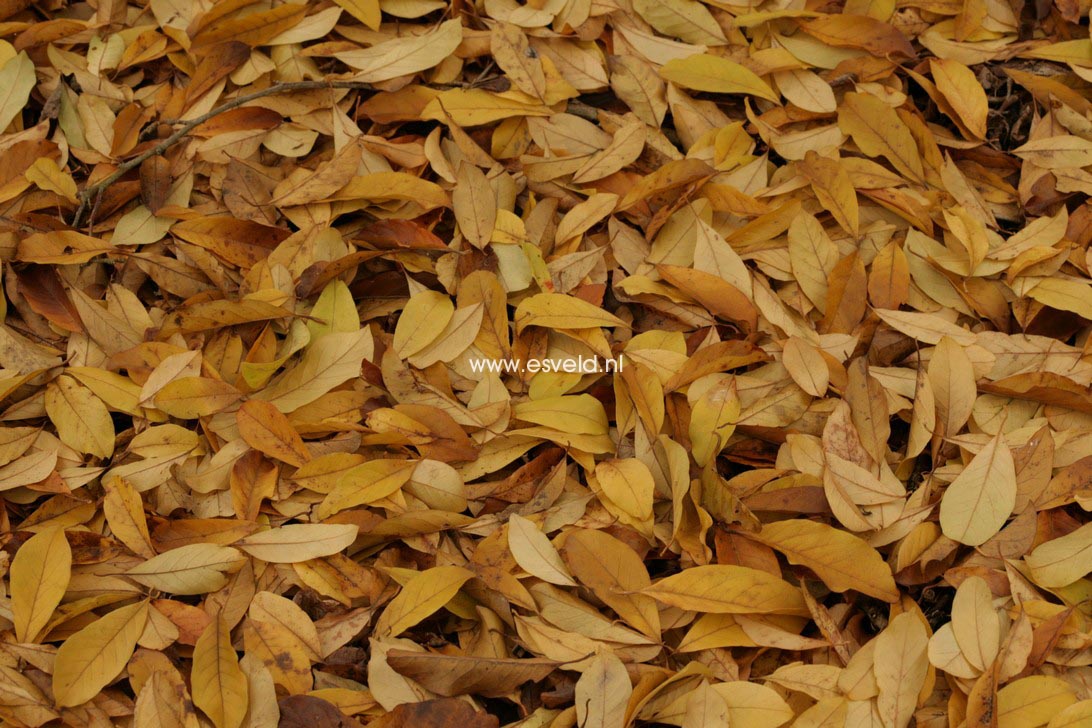 Magnolia loebneri 'Neil McEacharn'