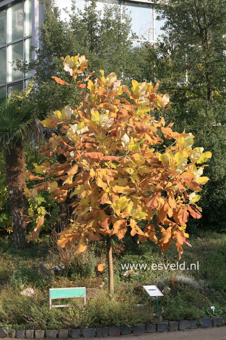 Magnolia macrophylla ssp. ashei