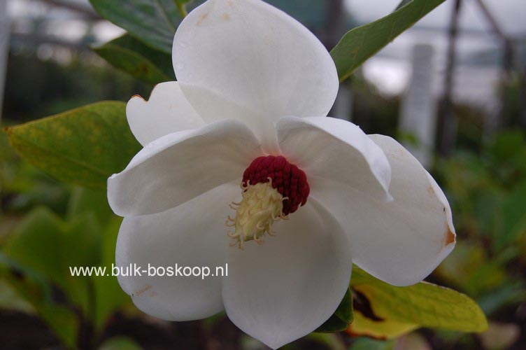 Magnolia sieboldii 'Colossus'