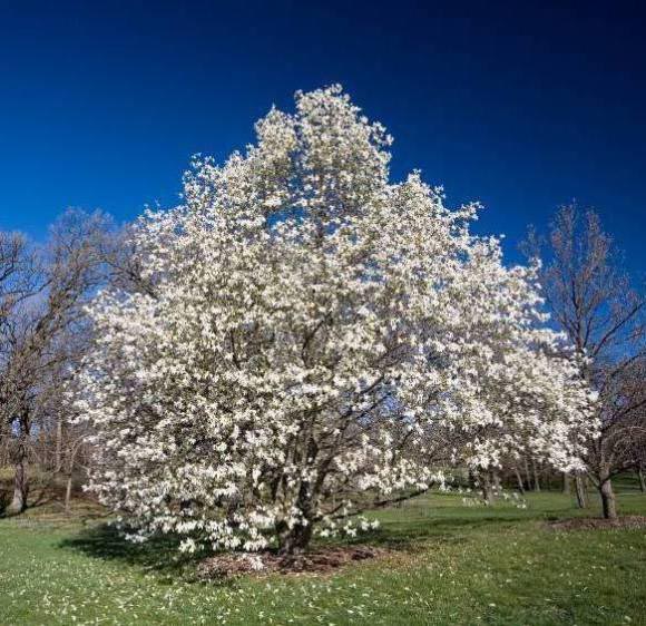 Magnolia stellata 'Centennial'