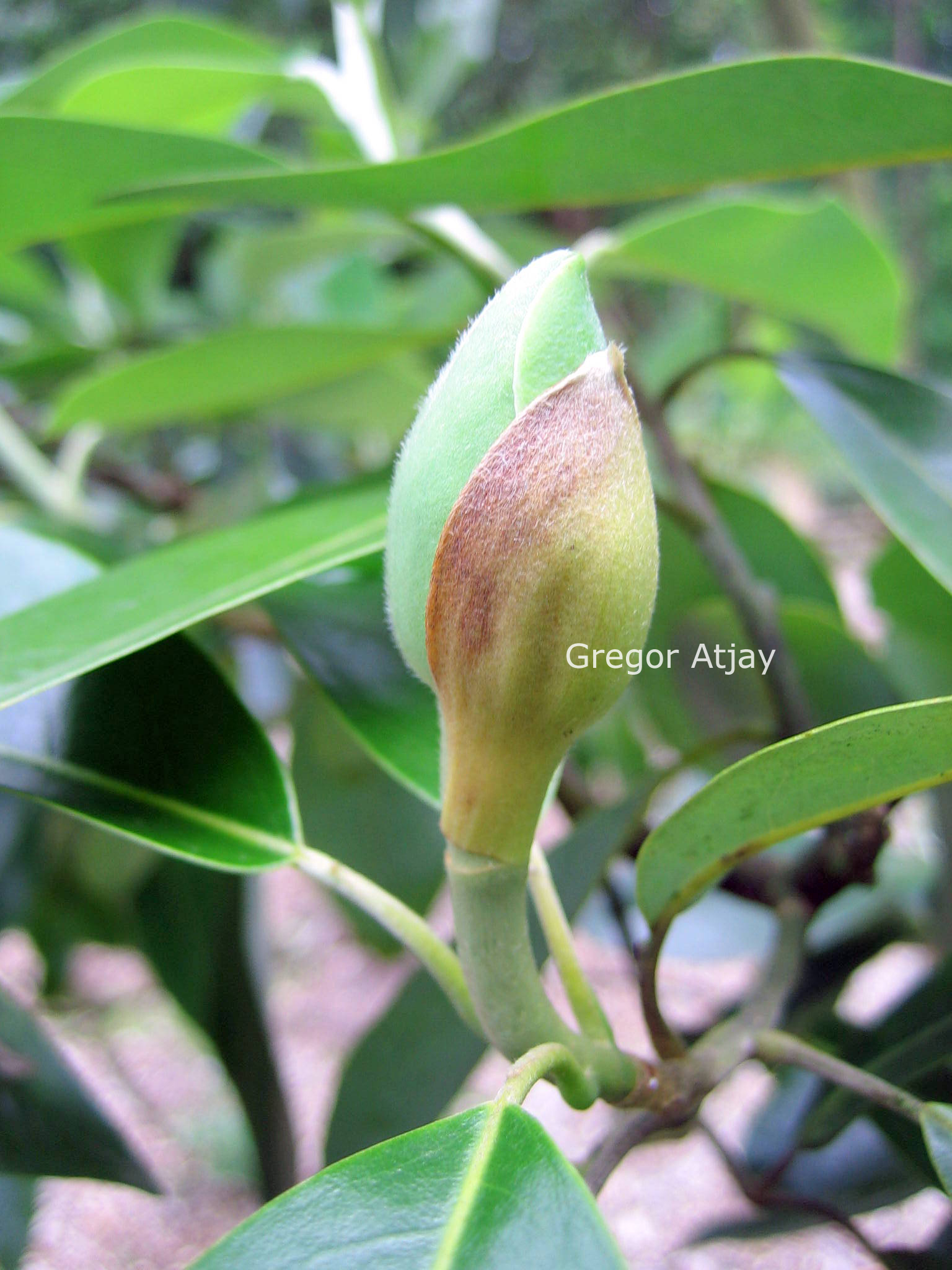 Magnolia virginiana 'Aiken County'