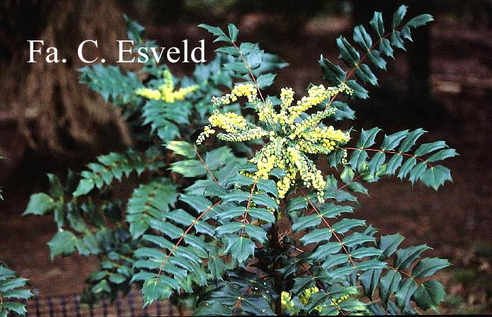 Mahonia japonica