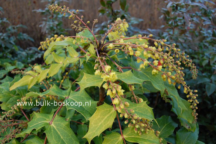 Mahonia lindsaye 'Cantab'