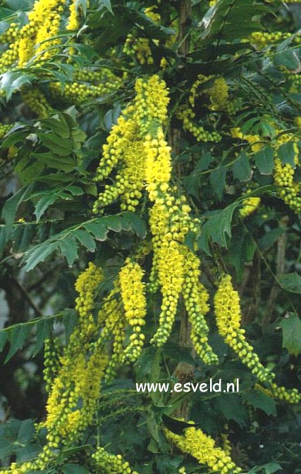 Mahonia media 'Buckland'
