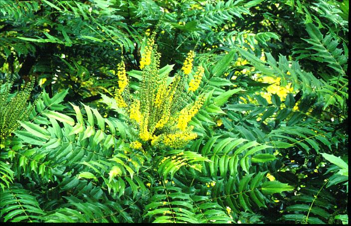 Mahonia media 'Lionel Fortescue'