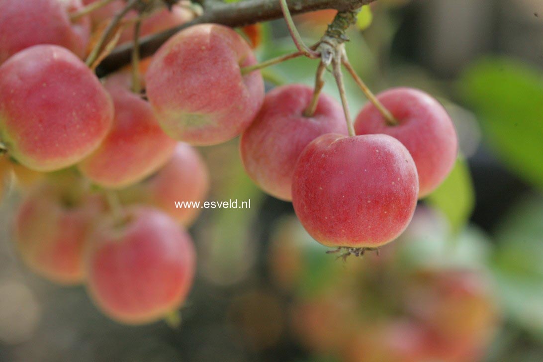 Malus 'Gorgeous'