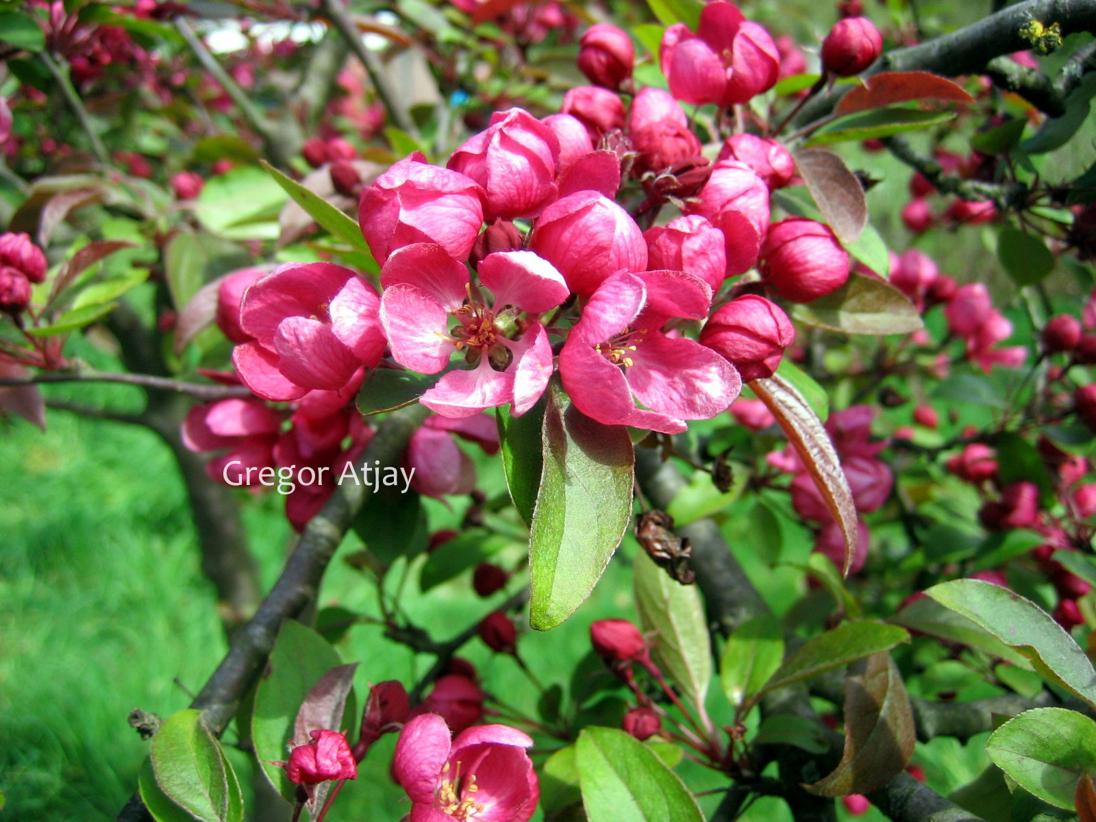 Malus 'Indian Magic'
