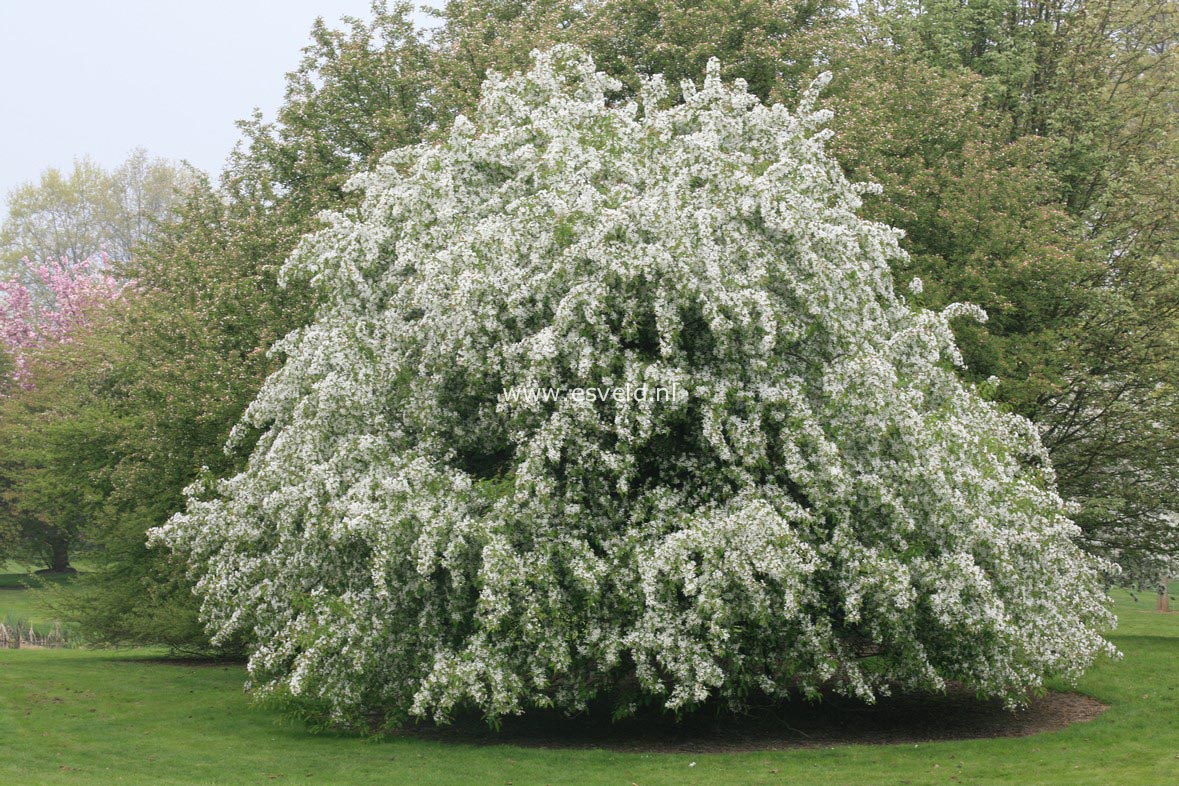 Malus baccata mandshurica