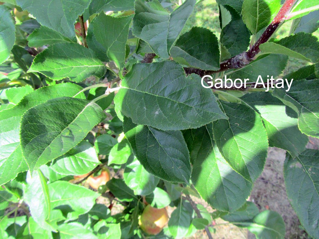Malus domestica 'Santana'