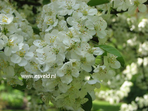 Malus toringo sargentii