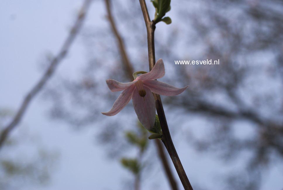 Melliodendron xylocarpum