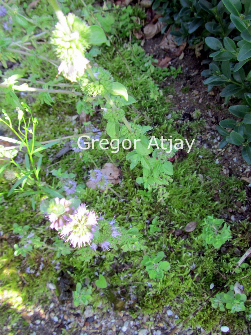 Mentha pulegium