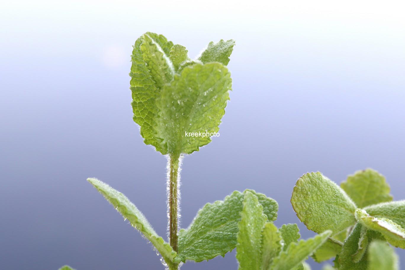Mentha suaveolens 'Apfel'