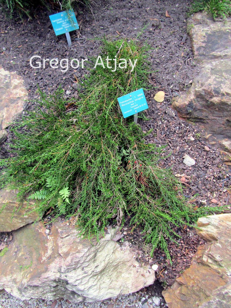Microcachrys tetragona