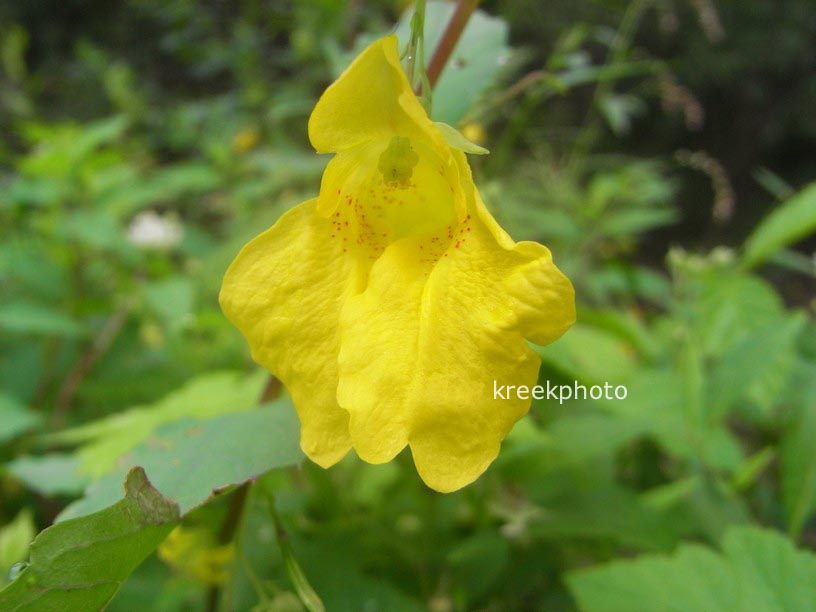 Mimulus guttatus