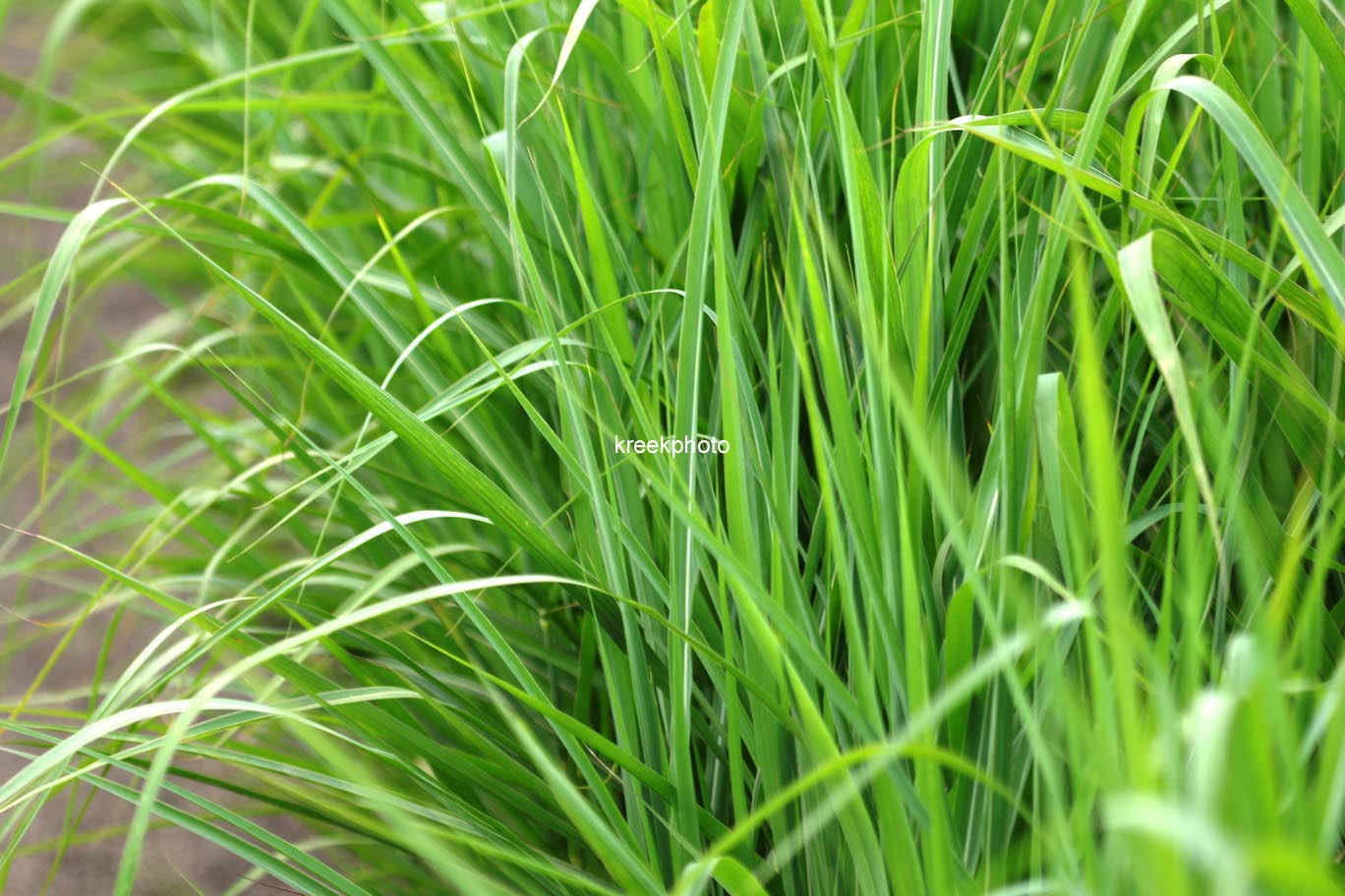 Miscanthus 'Purpurascens'