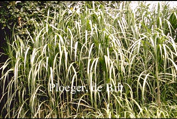 Miscanthus giganteus