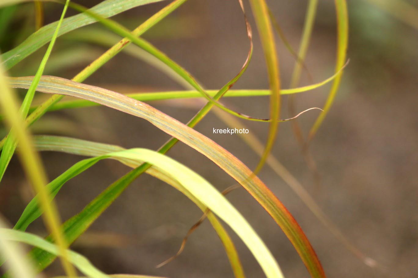 Miscanthus sinensis 'Ghana'