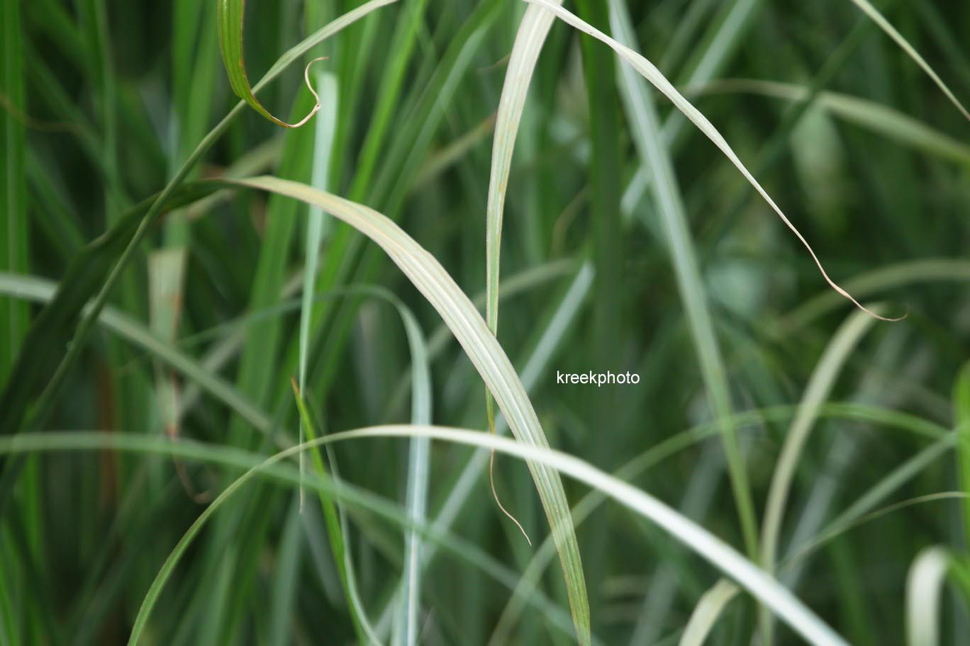 Miscanthus sinensis 'Goliath'