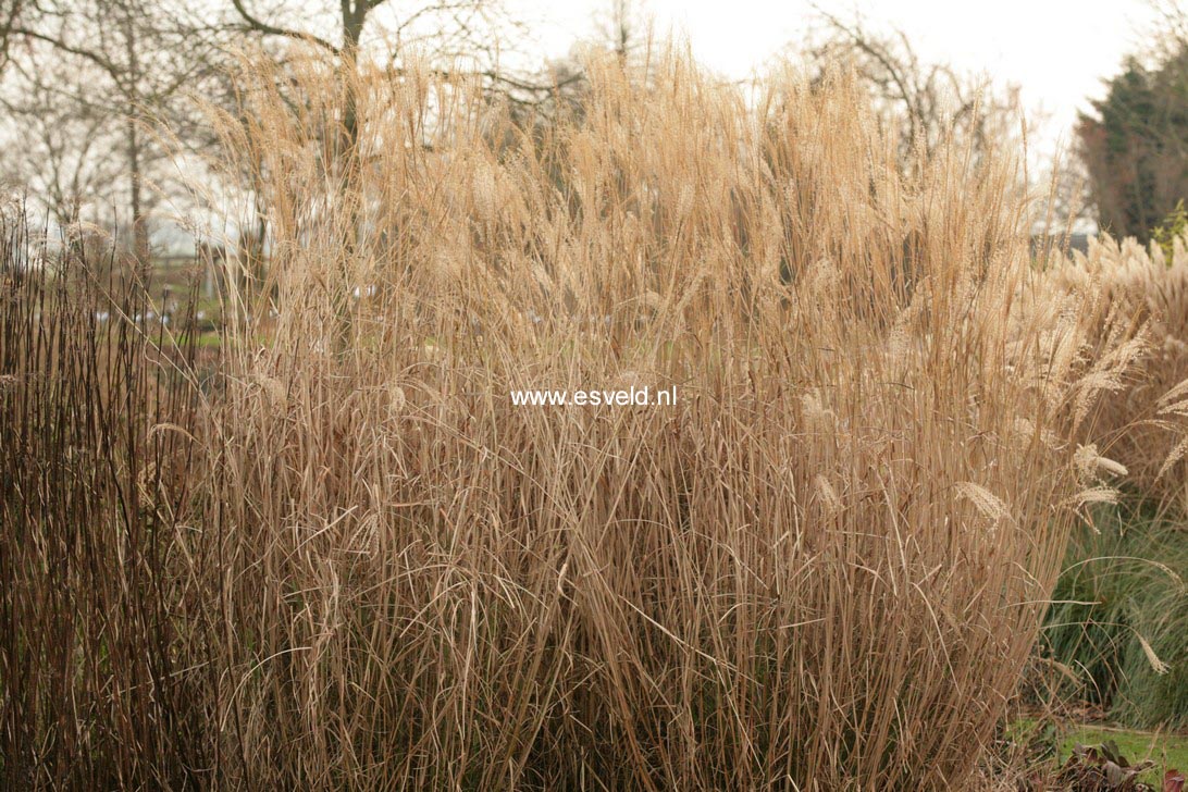 Miscanthus sinensis 'Little Zebra'