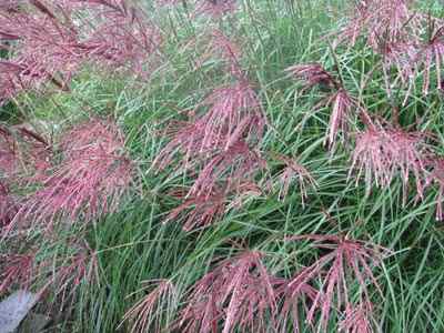Miscanthus sinensis 'Red Chief'