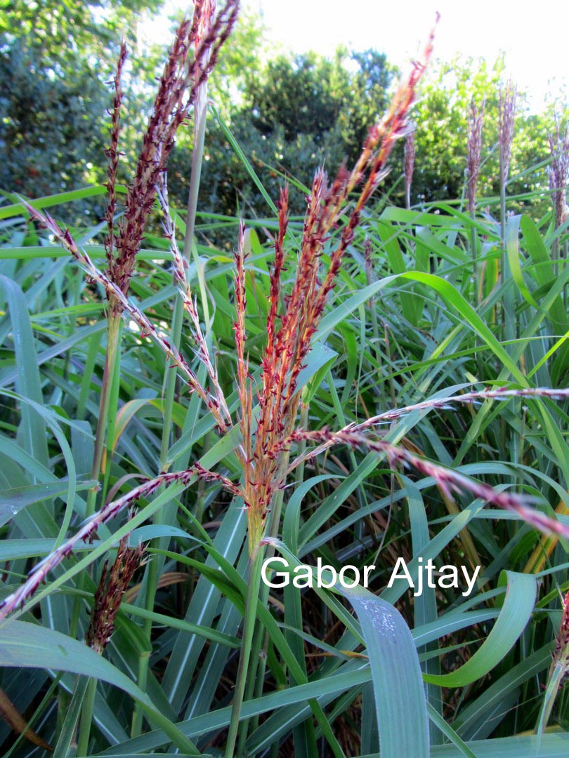 Miscanthus sinensis 'Rotfeder'