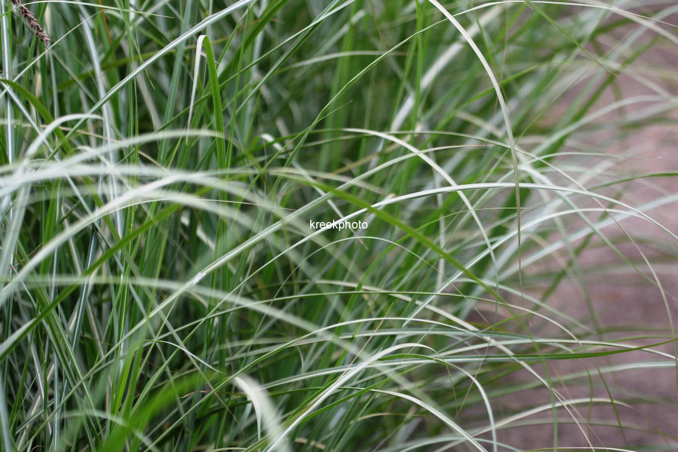 Miscanthus sinensis 'Rotsilber'