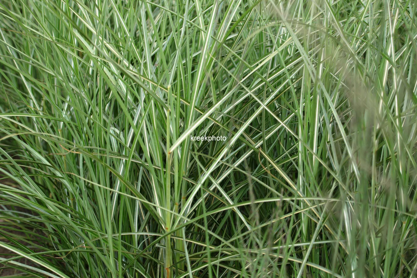 Miscanthus sinensis 'Undine'