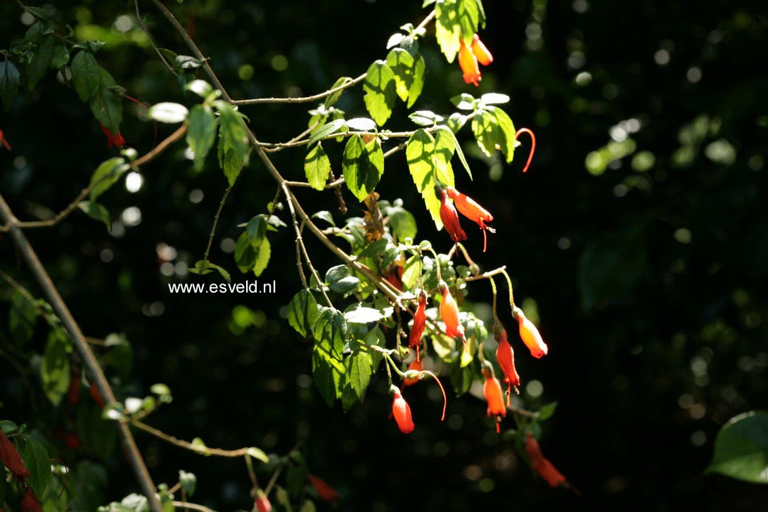 Mitraria coccinea