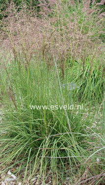 Molinia caerulea 'Dauerstrahl'
