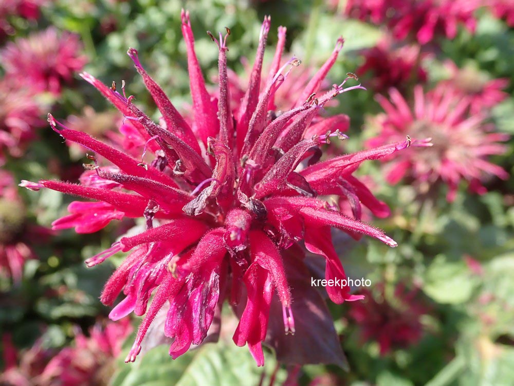 Monarda 'Fireball'
