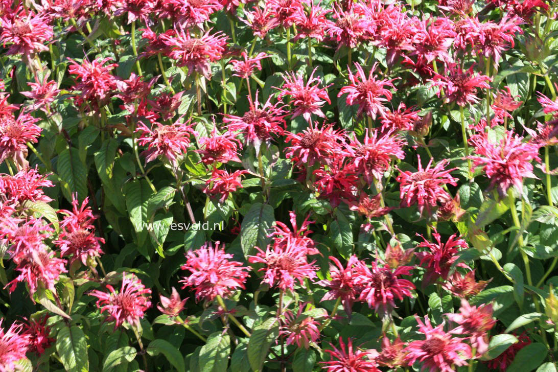 Monarda 'Mahogany'