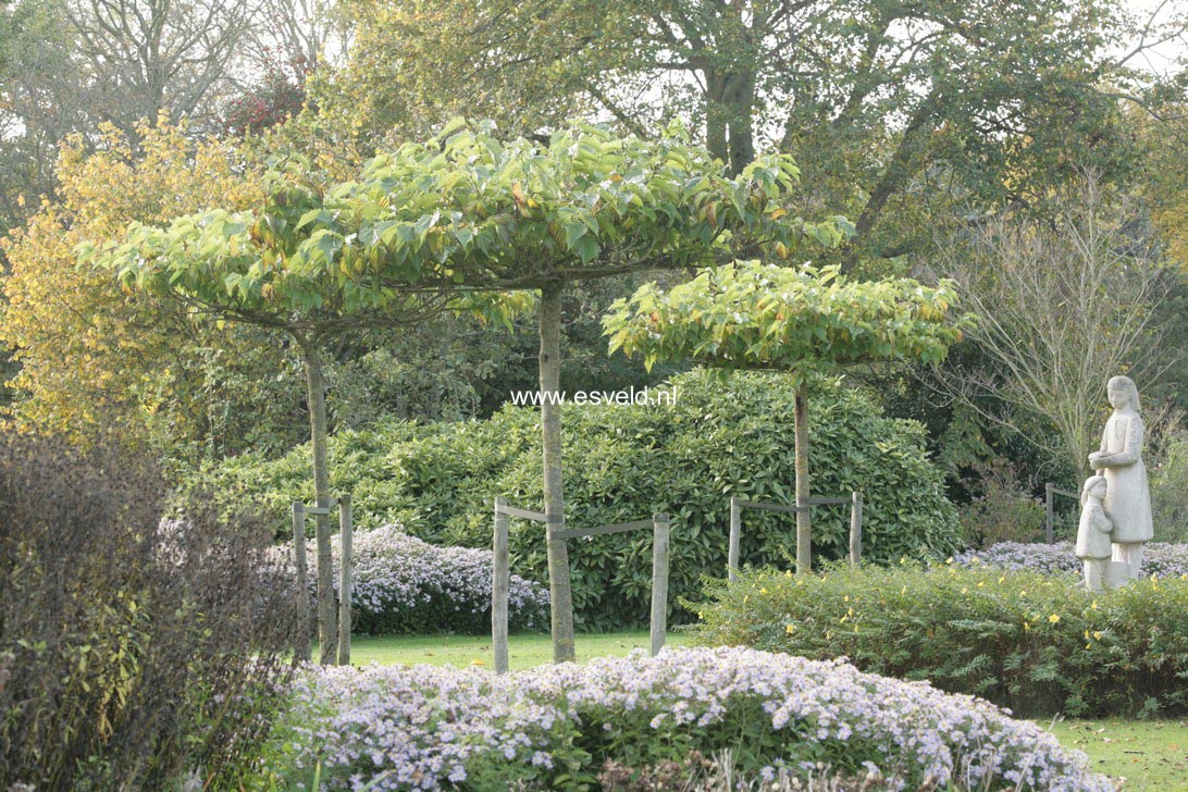 Morus alba (Dakmoerbei)