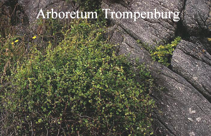 Muehlenbeckia complexa