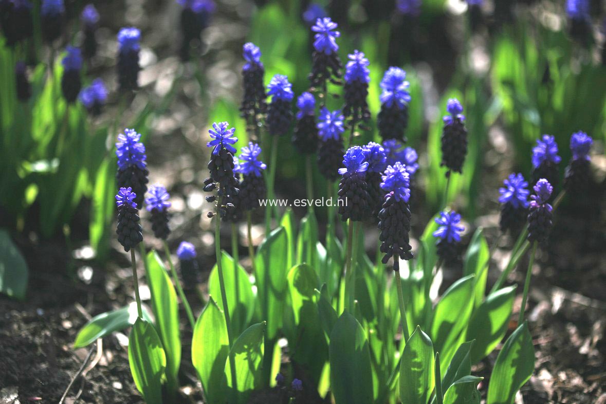 Muscari latifolium
