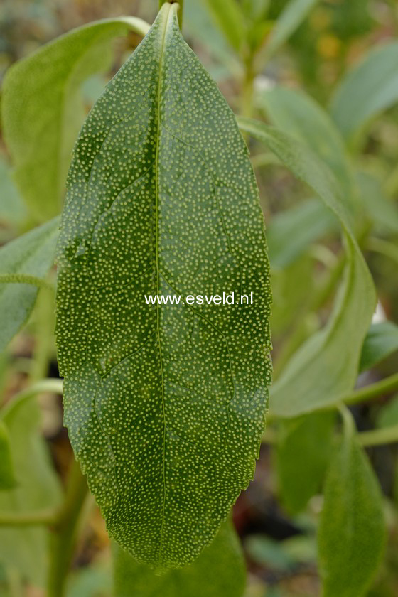 Myoporum laetum