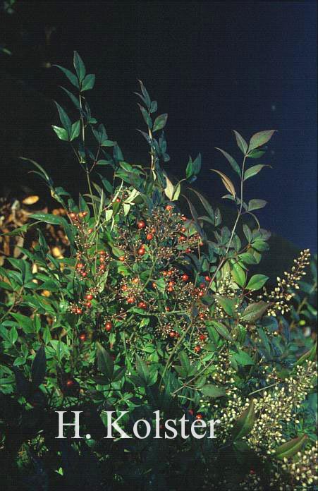 Nandina domestica